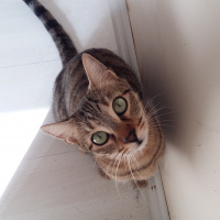 Tekir Kedi, Kedi  mia fotoğrafı