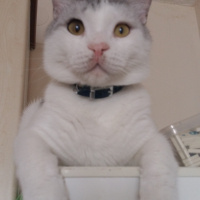 Tekir Kedi, Kedi  mia fotoğrafı