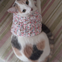 Tekir Kedi, Kedi  mia fotoğrafı