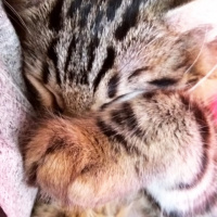 Tekir Kedi, Kedi  Duman fotoğrafı