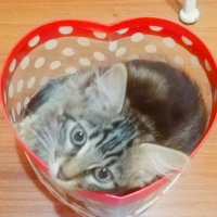 Tekir Kedi, Kedi  Duman fotoğrafı