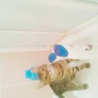 Ankara Kedisi, Kedi  Fıstık fotoğrafı