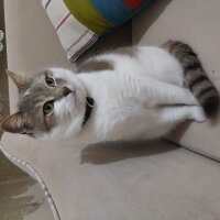 Tekir Kedi, Kedi  Boncuk fotoğrafı