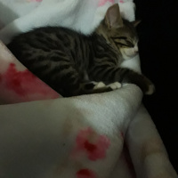 Tekir Kedi, Kedi  Boncuk fotoğrafı