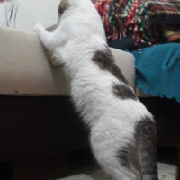 Tekir Kedi, Kedi  Mırmır fotoğrafı
