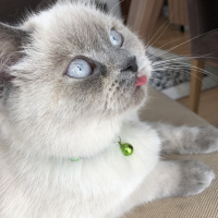 British Shorthair, Kedi  Mia fotoğrafı