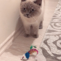 British Shorthair, Kedi  Mia fotoğrafı
