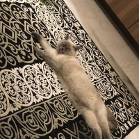 British Shorthair, Kedi  Mia fotoğrafı