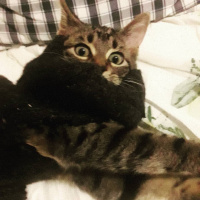 Tekir Kedi, Kedi  Zıpzıp fotoğrafı