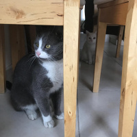 Ankara Kedisi, Kedi  Mındırık fotoğrafı