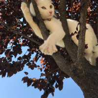 Ankara Kedisi, Kedi  Mındırık fotoğrafı