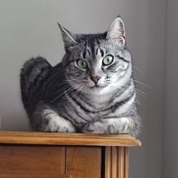 Tekir Kedi, Kedi  Becks fotoğrafı