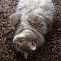 Sibirya Kedisi, Kedi  Duman fotoğrafı