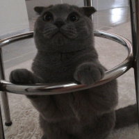 Scottish Fold, Kedi  diablo fotoğrafı