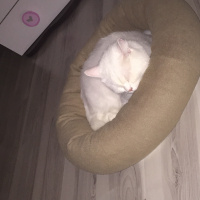 British Shorthair, Kedi  Milka fotoğrafı