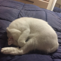 British Shorthair, Kedi  Milka fotoğrafı
