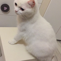 British Shorthair, Kedi  Milka fotoğrafı