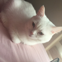 British Shorthair, Kedi  Milka fotoğrafı