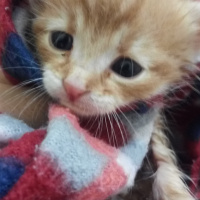 Tekir Kedi, Kedi  Minik fotoğrafı