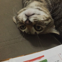 Tekir Kedi, Kedi  Ponçi fotoğrafı