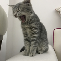 Sibirya Kedisi, Kedi  İda fotoğrafı
