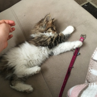 Tekir Kedi, Kedi  Miya fotoğrafı