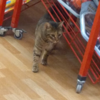 Tekir Kedi, Kedi  Pakize fotoğrafı