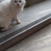 Sibirya Kedisi, Kedi  Prenses fotoğrafı