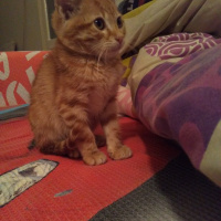 Sarman, Kedi  ridvan can fotoğrafı