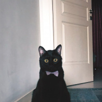 Bombay, Kedi  LEO fotoğrafı