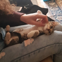 Soke, Kedi  Venüs fotoğrafı