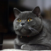 British Shorthair, Kedi  TACİ fotoğrafı