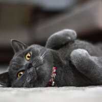 British Shorthair, Kedi  TACİ fotoğrafı