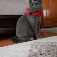 British Shorthair, Kedi  TACİ fotoğrafı