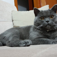 British Shorthair, Kedi  TACİ fotoğrafı