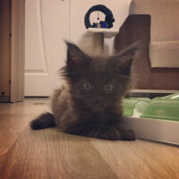 Maine Coon, Kedi  Kont fotoğrafı