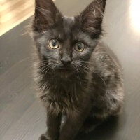 Maine Coon, Kedi  Kont fotoğrafı