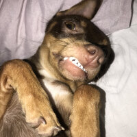 Minyatür Pinscher, Köpek  Badem fotoğrafı