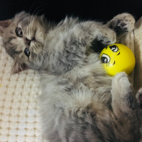 British Shorthair, Kedi  Egemen fotoğrafı