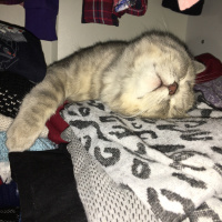 British Shorthair, Kedi  Egemen fotoğrafı