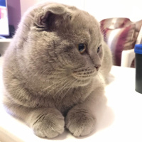 Scottish Fold, Kedi  Thor fotoğrafı