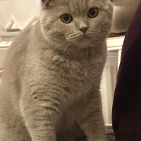 Scottish Fold, Kedi  Thor fotoğrafı