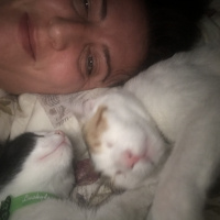 Soke, Kedi  Arve fotoğrafı