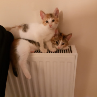 Californian Spangled, Kedi  Miyav & Dobby fotoğrafı