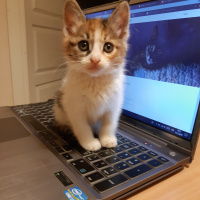 Californian Spangled, Kedi  Miyav & Dobby fotoğrafı