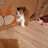 Californian Spangled, Kedi  Miyav & Dobby fotoğrafı