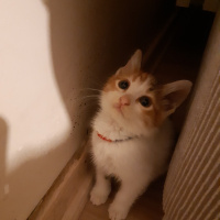 Californian Spangled, Kedi  Miyav & Dobby fotoğrafı