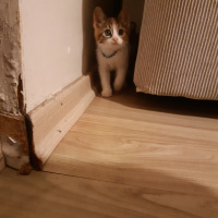 Californian Spangled, Kedi  Miyav & Dobby fotoğrafı