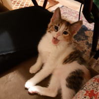 Californian Spangled, Kedi  Miyav & Dobby fotoğrafı