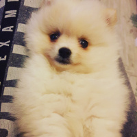 Pomeranyalı, Köpek  Alfa fotoğrafı